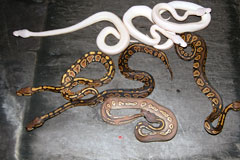 #18 Black Head Phantom Ghost X Hypo Mojave