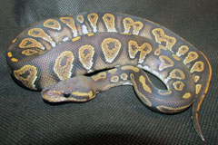 #18 Black Head Phantom Ghost X Hypo Mojave