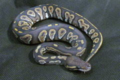 #18 Black Head Phantom Ghost X Hypo Mojave