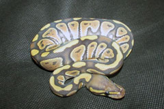 #18 Black Head Phantom Ghost X Hypo Mojave