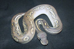 #18 Black Head Phantom Ghost X Hypo Mojave