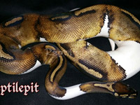 #19 Black Head Piebald het Ghost X Champagne Lesser Sire