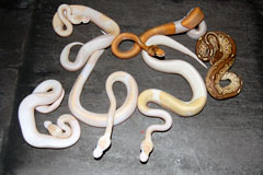#19 Black Head Piebald het Ghost X Champagne Lesser