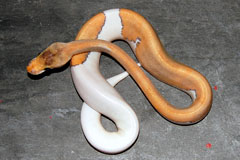 #19 Black Head Piebald het Ghost X Champagne Lesser