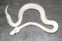 #19 Black Head Piebald het Ghost X Champagne Lesser