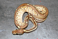 #19 Black Head Piebald het Ghost X Champagne Lesser