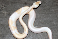 #19 Black Head Piebald het Ghost X Champagne Lesser