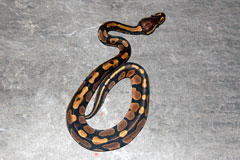 #21 Blackhead Pied het Ghost X Dark Mojave