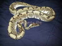 #22 Stinger het Daddy X Big Mamma Sire