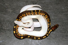#23 Blackhead Phantom Ghost X Russo1