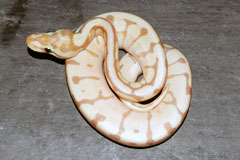 #24 Coral Glow Spider Phantom X Phantom 1