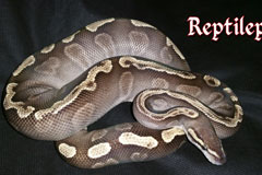 #25 GHI Mojave X Granite Phantom Sire