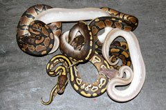 #25 GHI Mojave X Granite Phantom