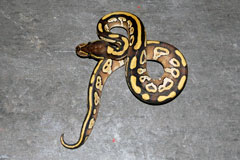 #25 GHI Mojave X Granite Phantom
