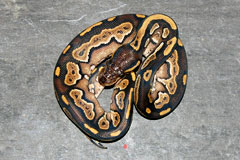 #27 Blackhead Phantom Ghost X Opal Diamond