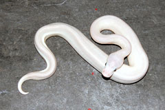 #27 Blackhead Phantom Ghost X Opal Diamond