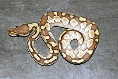 #28 Blackhead Pinstripe het Ghost X Lesser