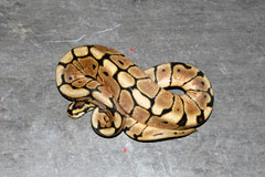 #29 Leopard Clown X Coral Glow Bumblebee