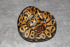 #29 Leopard Clown X Coral Glow Bumblebee