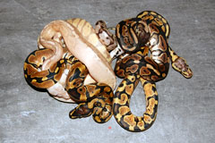 #30 Pewter Clown X Coral Glow Spider