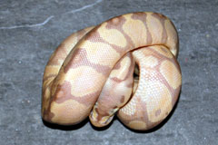 #30 Pewter Clown X Coral Glow Spider