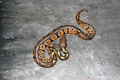 #31 Blackhead Pinstripe Het Ghost X Orange Ghost