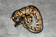 #31 Blackhead Pinstripe Het Ghost X Orange Ghost