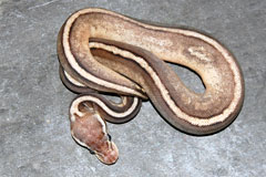 #33 GHI Mojave X Pewter Clown