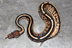 #33 GHI Mojave X Pewter Clown