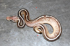#33 GHI Mojave X Pewter Clown