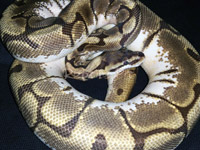 #34 Stinger het Daddy X Butter Daddy Sire