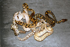 #34 Stinger het Daddy X Butter Daddy