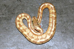 #34 Stinger het Daddy X Butter Daddy