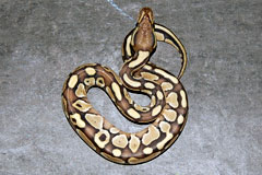 #34 Stinger het Daddy X Butter Daddy