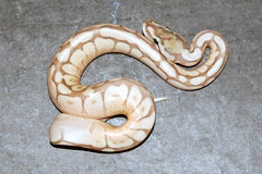 #34 Stinger het Daddy X Butter Daddy