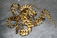 #35 Phantom Enchi Daddy X Pastel Enchi
