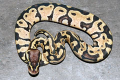 #35 Phantom Enchi Daddy X Pastel Enchi