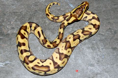 #35 Phantom Enchi Daddy X Pastel Enchi