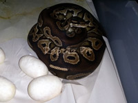 #4 Blackhead Phantom Mojave x Blackhead het Red Dam