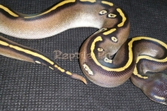 #4 Blackhead Phantom Mojave x Blackhead het Red