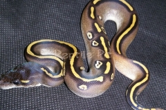#4 Blackhead Phantom Mojave x Blackhead het Red