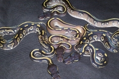 #4 Blackhead Phantom Mojave x Blackhead het Red