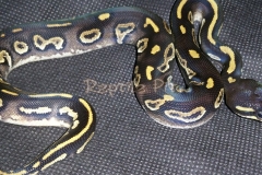 #4 Blackhead Phantom Mojave x Blackhead het Red