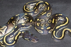 #4 Blackhead Phantom Mojave x Blackhead het Red