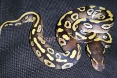 #4 Blackhead Phantom Mojave x Blackhead het Red