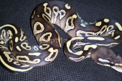 #4 Blackhead Phantom Mojave x Blackhead het Red