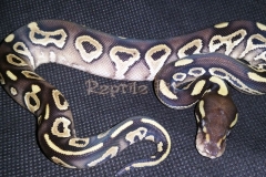 #4 Blackhead Phantom Mojave x Blackhead het Red