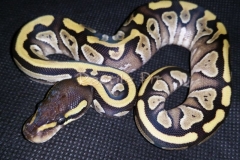 #4 Blackhead Phantom Mojave x Blackhead het Red