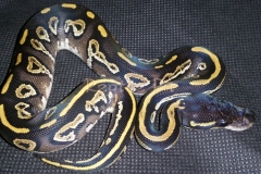 #4 Blackhead Phantom Mojave x Blackhead het Red