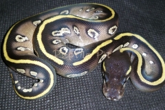 #4 Blackhead Phantom Mojave x Blackhead het Red